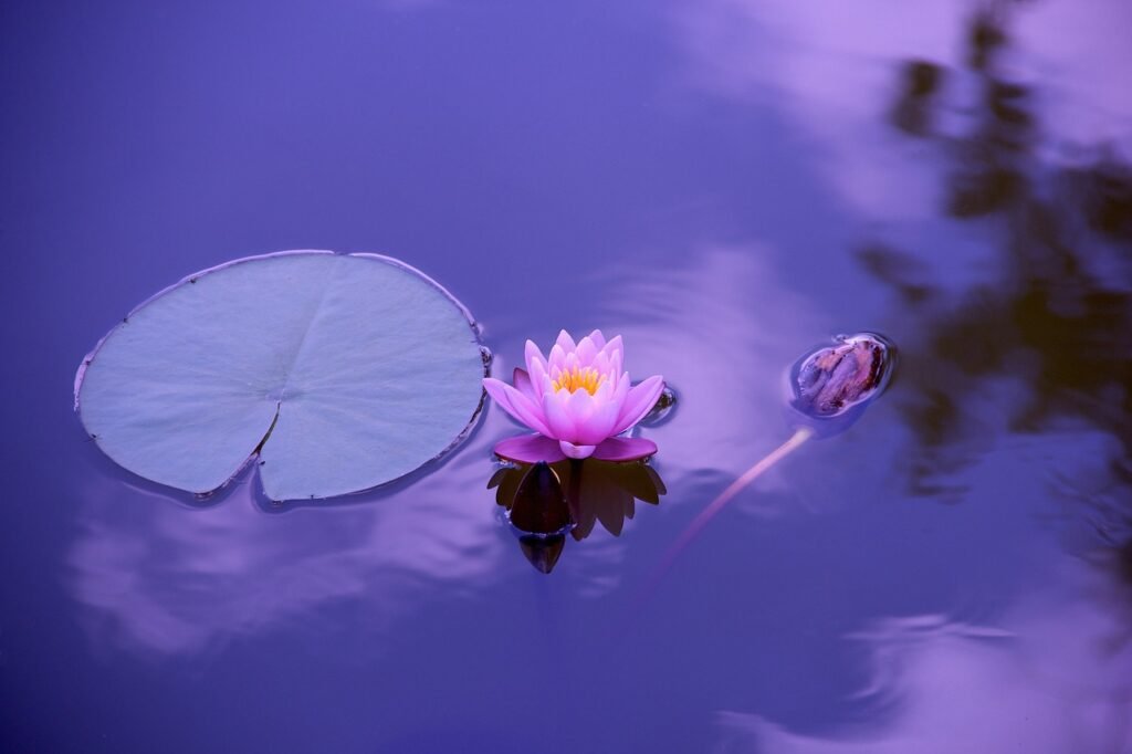 lotus flower on water